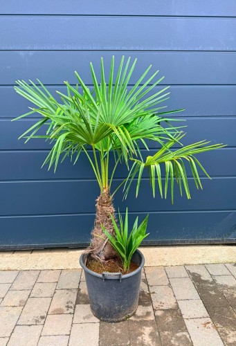 Trachycarpus Fortunei - Szorstkowiec Fortunego ~ wysokość 130-140 cm 
