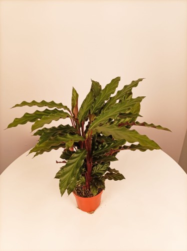 Calathea rufibarba - Kalatea falistolistna ~ wysokość 45 cm