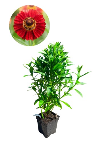 Dzielżan 'Salsa' - Helenium ~ wys. 70-80 cm