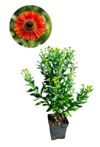 Dzielżan 'Fuego' - Helenium ~ wys. 70-80 cm