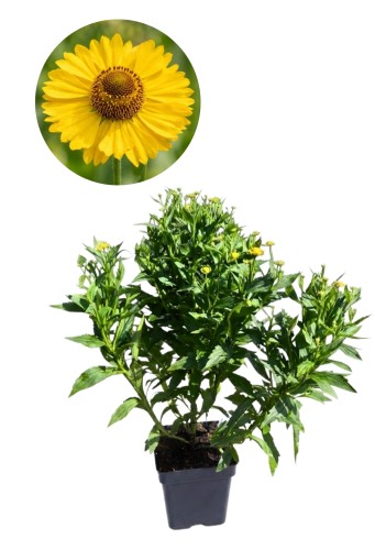 Dzielżan 'Sombrero' - Helenium ~ wys. 70-80 cm