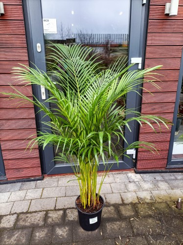 Palma Areka ~ wysokość 145 cm
