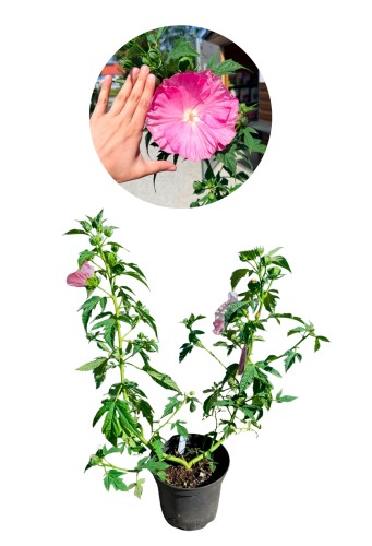 Hibiskus bagienny 'Pink Wheel' (Hibiscus moscheutos) – wys. 80-90 cm