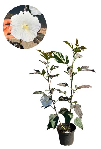 Hibiskus bagienny 'White Angel' (Hibiscus moscheutos) – wys. 90-100 cm 
