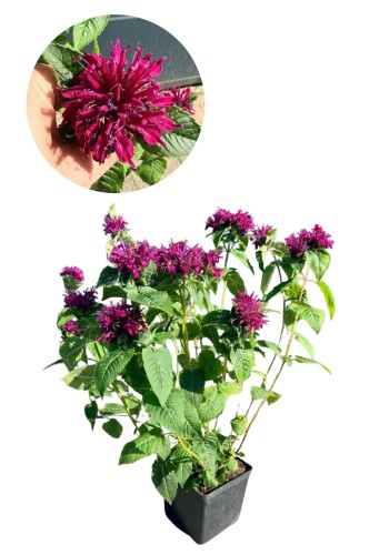 Pysznogłówka (Monarda) ~ wysokość 65-70 cm