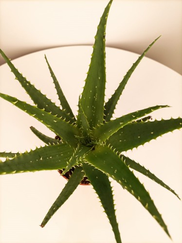 Aloes drzewiasty - Aloe arborescens ~ wysokość 30 cm