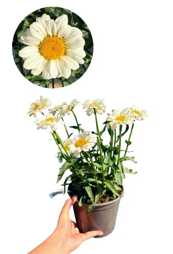 Złocień 'Sweet Daisy' (Leucanthemum x superbum) ~ 30-35 cm