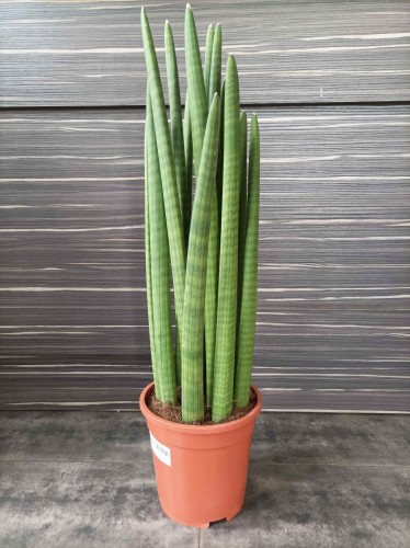 Sanseveria Cylindrica
