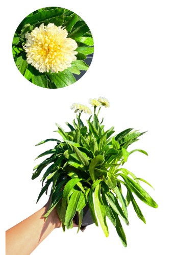 Złocień wspaniały 'Luna' (Leucanthemum x superbum) ~ wys. 30 cm