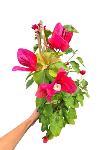 Bugenwilla różowa - Bougainvillea ~ 65-70 cm 
