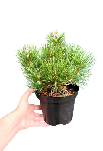 Sosna górska 'Pumilio' (Pinus mugo var. pumilio) ~ wysokość 30 cm