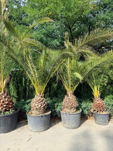 Phoenix Canariensis - Daktylowiec kanaryjski ~ wysokość 240 cm