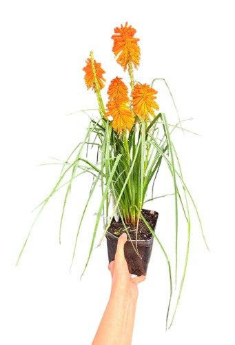 Trytoma 'Poco Orange' (Kniphofia) ~ wysokość 55-60 cm