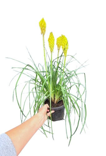 Trytoma 'Poco Yellow' (Kniphofia) ~ wysokość 55-60 cm