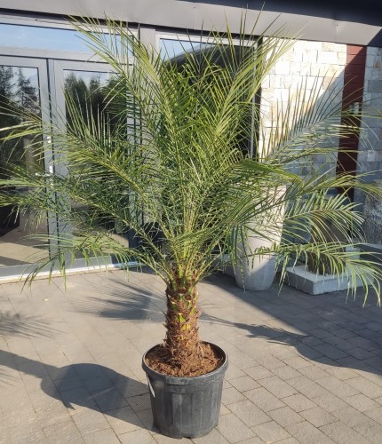 Phoenix Roebelleni (Daktylowiec niski)