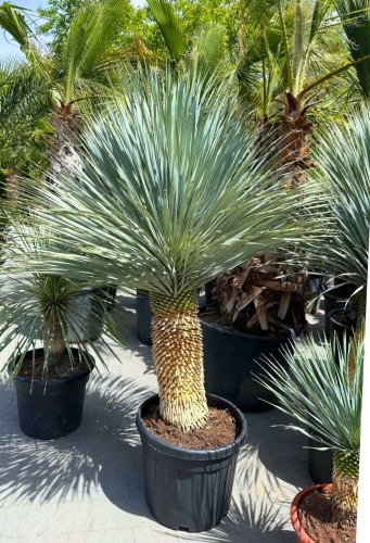 Juka rostrata 'Blue Swan' - Mrozoodporna juka ~ wysokość 170-180 cm