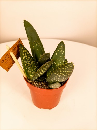 Aloes paradisicum ~ wysokość 20 cm
