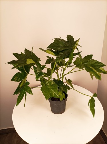 Fatsja japońska - Fatsja japonica ~ wysokość 60 cm