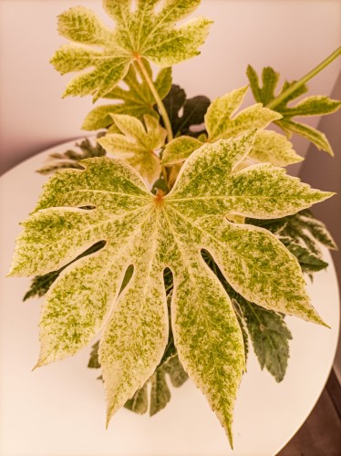 Fatsja japońska Variegata - Fatsia japonica Variegata ~ 55 cm