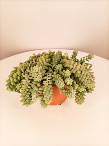 Sedum burrito - Rozchodnik ~ 18 cm
