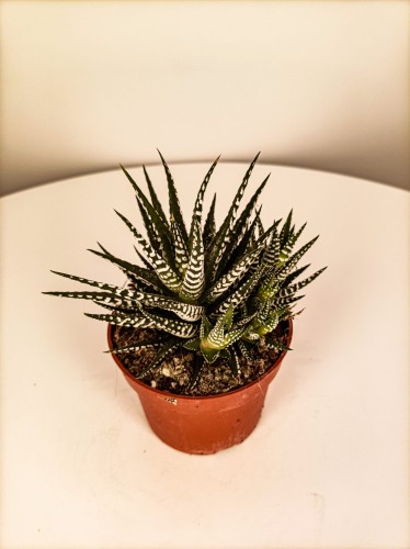 Haworthia fasciata  'Big Band' - Haworsja ~ 15 cm