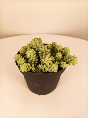Sedum burrito - Rozchodnik ~ 12 cm