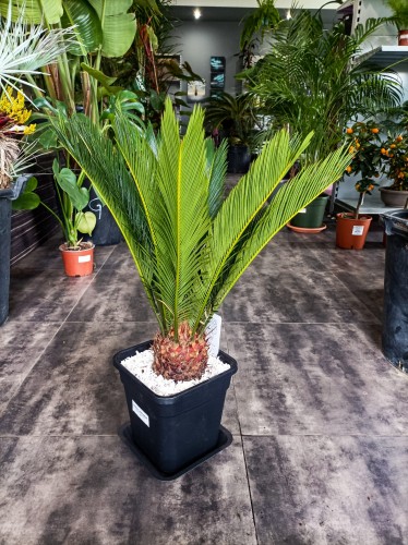 Sagowiec odwinięty - Cykas ~ wysokość 70 cm