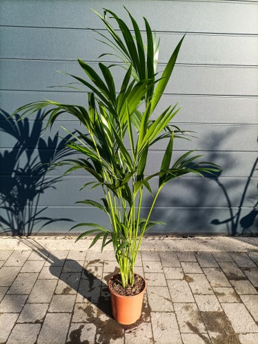 Palma Kencja (Howea forsteriana) ~ wysokość 170 cm