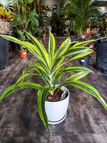 Dracena 'Lemon Lime' - Dracaena fragrans ~ wysokość 53 cm 