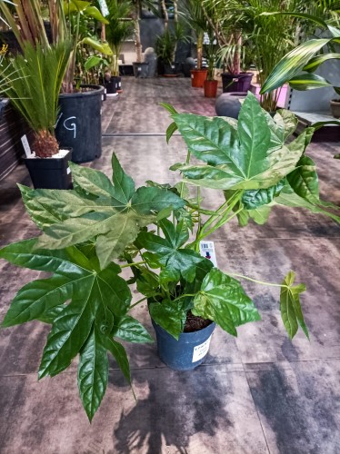 Fatsja japonica - Fatsja japońska ~ wysokość 50 cm