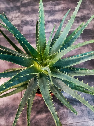 aloe vera skin products ALODERMA Pure Aloe Vera Gel - 200g main image 0