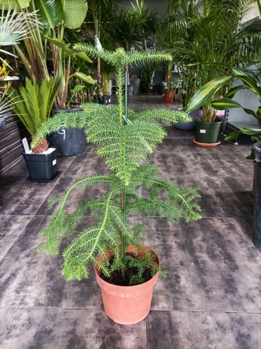 Araucaria heterophylla - Araukaria wyniosła ~ wysokość 95 cm