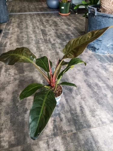 Philodendron 'Imperial Red' ~ wysokość 50 cm