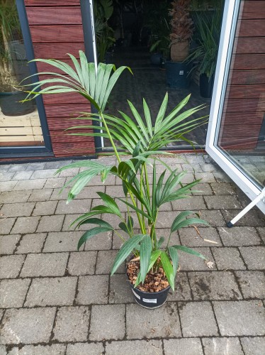 Palma Kencja (Howea forsteriana) ~ wysokość 100 cm