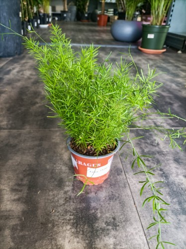 Szparag Sprengera (Asparagus sprengeri) ~ wysokość 35 cm