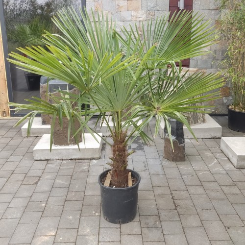 Trachycarpus Fortunei