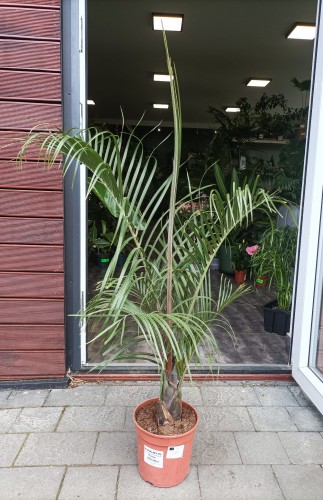 Palma Dypsis Decaryi (Palma Trójkątna) ~ wysokość 110 cm