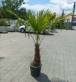 IMG_20230612_141155.jpg