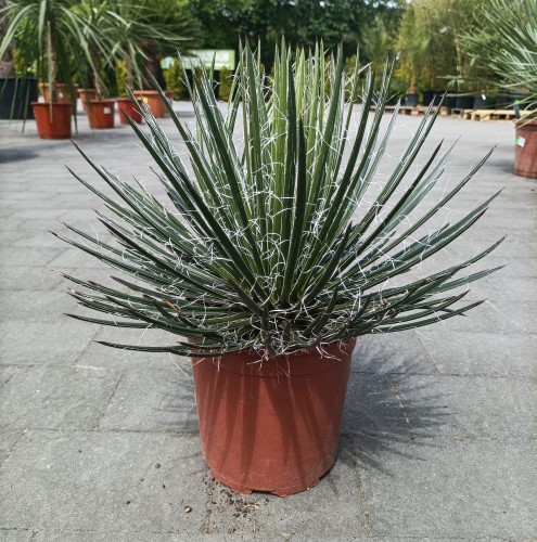 Agawa - Agave geminiflora ~ wysokość 45 cm