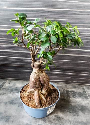 Ficus microcarpa Ginseng bonsai ~ wysokość 47 cm