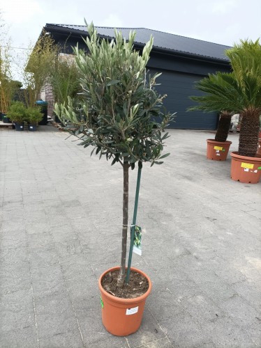 Oliwka europejska na pniu (Olea europaea) ~ wysokość 120-125 cm