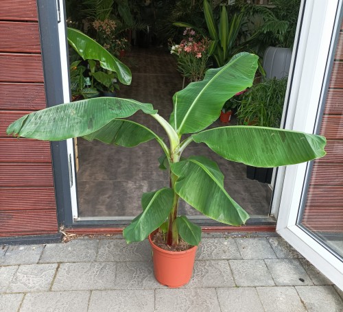 Bananowiec Musa acuminata 'Dwarf Cavendish' ~ wysokość 90-100 cm