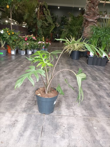 Alokazja brancifolia "Pink Passion"