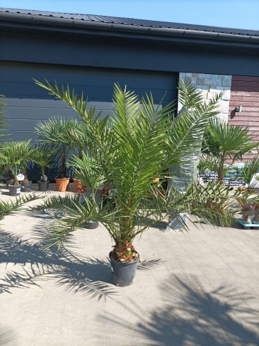 Daktylowiec kanaryjski - Phoenix Canariensis ~ wysokość 160 cm
