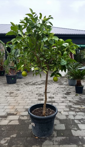 Drzewko Pomarańczowe (Pomarańcza chińska - Citrus sinensis)
