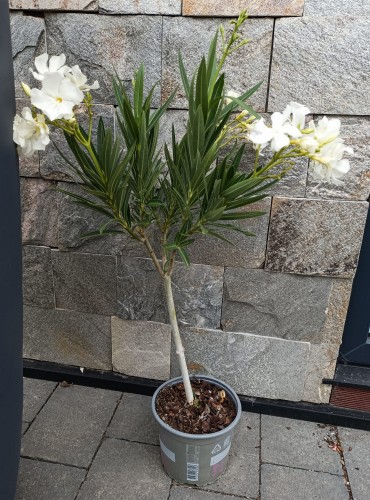 Oleander pospolity białe kwiaty (Nerium oleander) ~ wysokość 80 cm