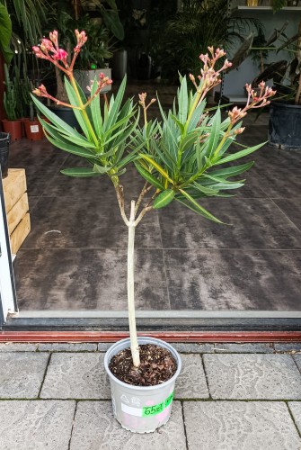 Oleander pospolity czerwone kwiaty (Nerium oleander) ~ wysokość 80 cm