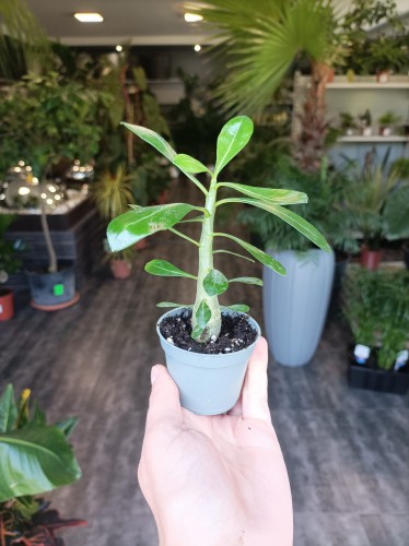 Róża pustyni mini (Adenium obesum) ~ wysokość 20 cm